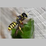 Ectemnius cavifrons oder ruficornis - Grabwespe w06a 11mm beim Nesteintrag - Hainschwebfliege.jpg